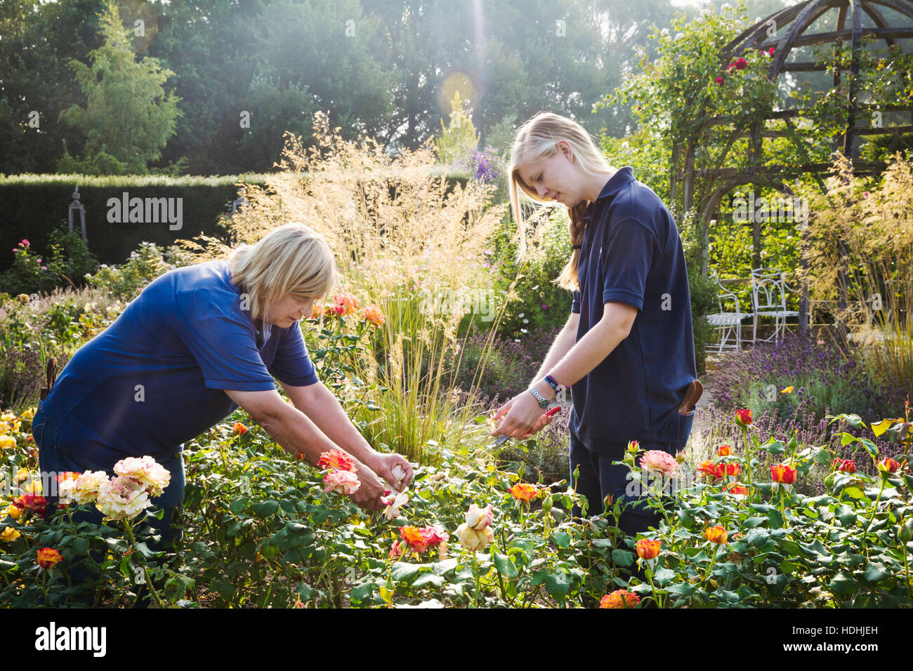 Two female gardeners cutting flowers at Waterperry Gardens in Oxfordshire. Stock Photo