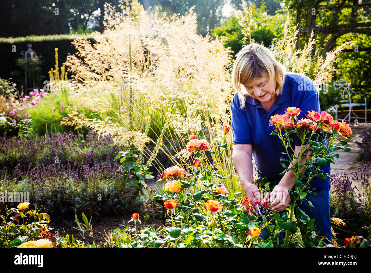 Female gardener cutting a flower at Waterperry Gardens in Oxfordshire. Stock Photo