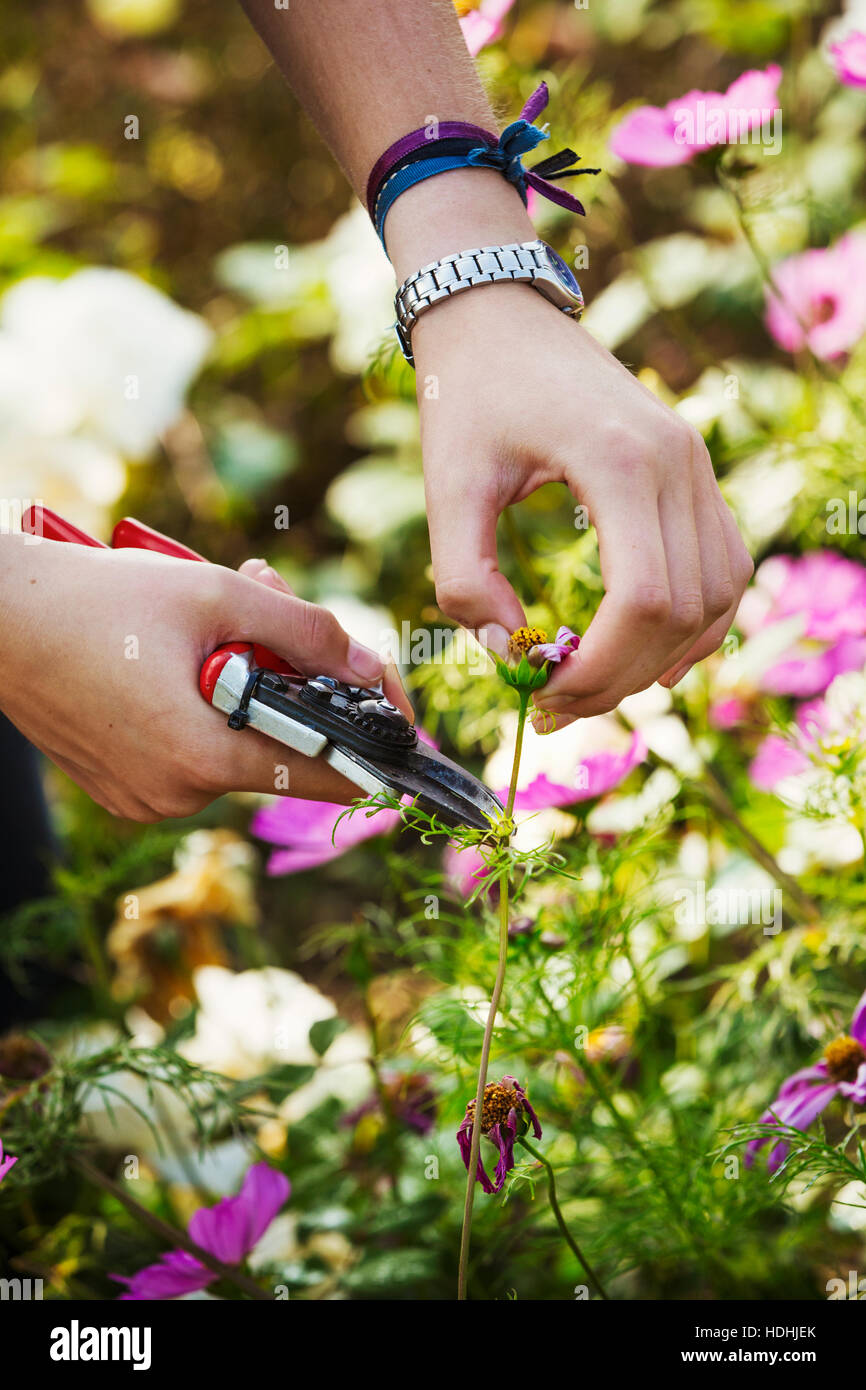 Close up of gardener cutting a flower at Waterperry Gardens in Oxfordshire. Stock Photo