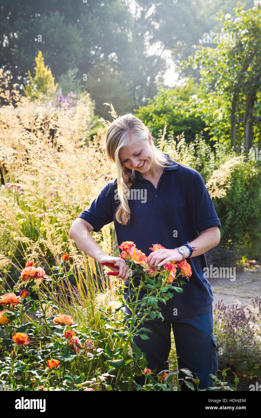 Female gardener cutting a flower at Waterperry Gardens in Oxfordshire. Stock Photo