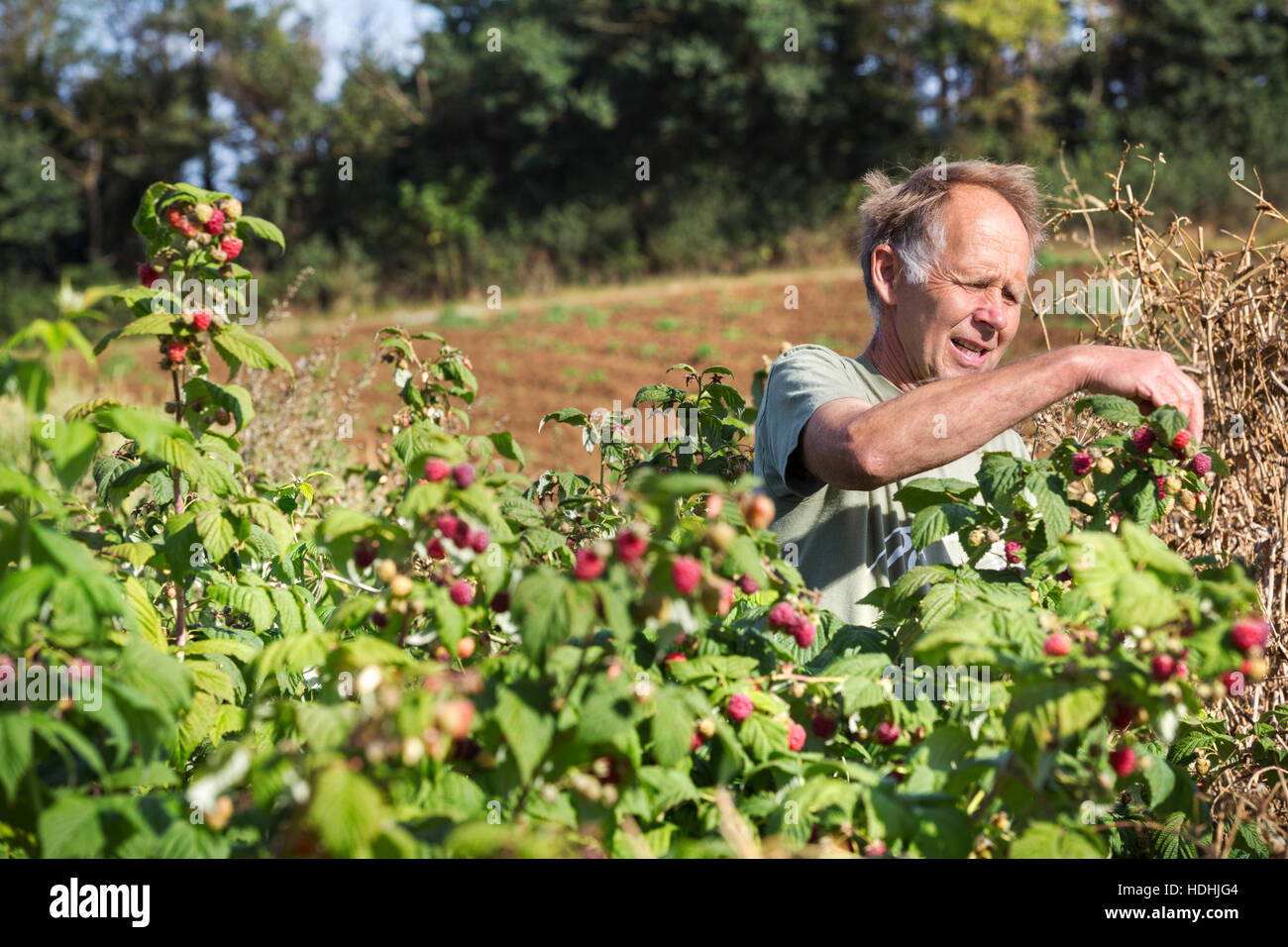 A man picking soft fruit, autumn raspberries from the canes in  full sunlight. Stock Photo