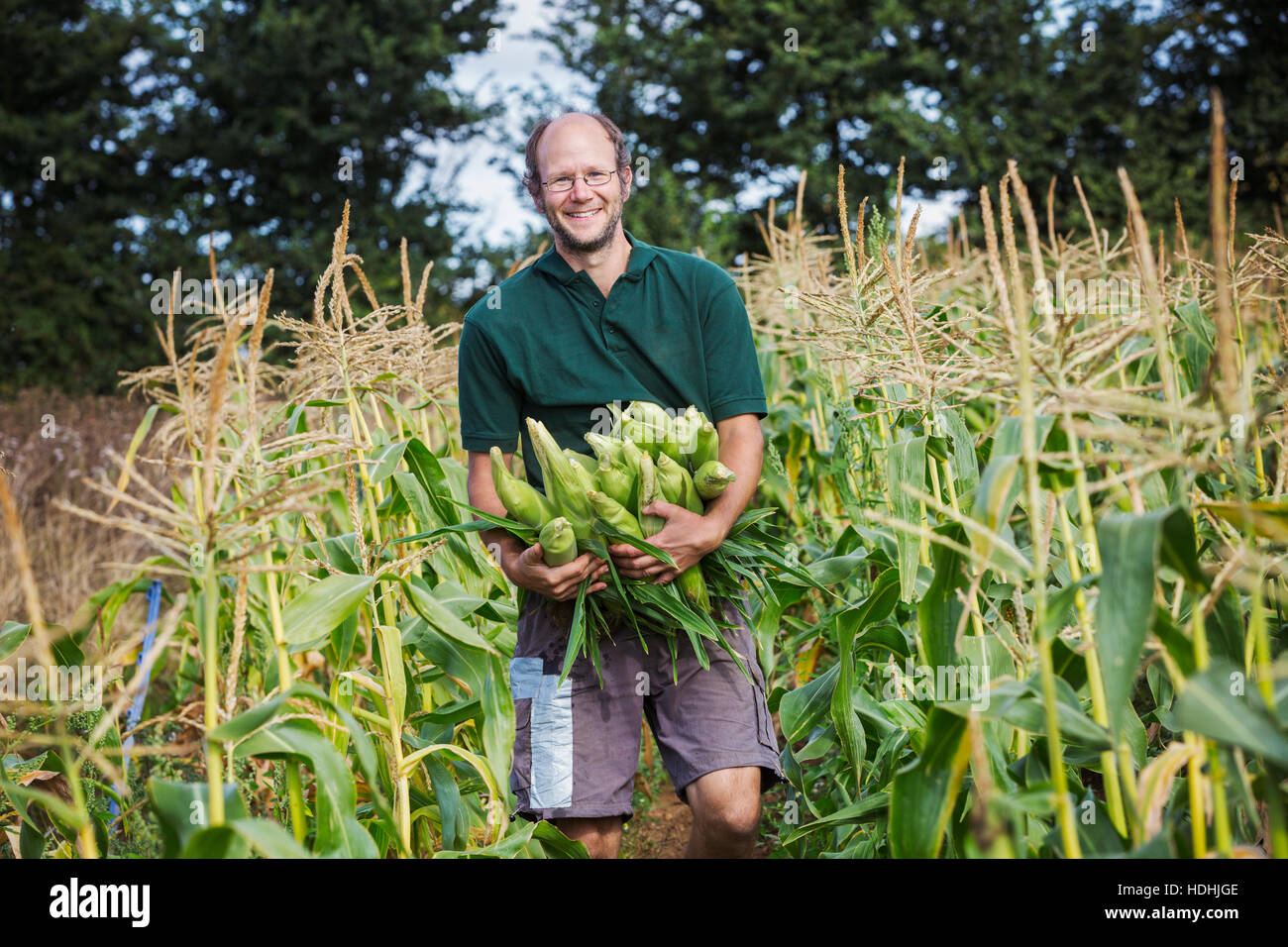 A man harvesting ripe sweet corn cobs, with arms full of cobs. Stock Photo