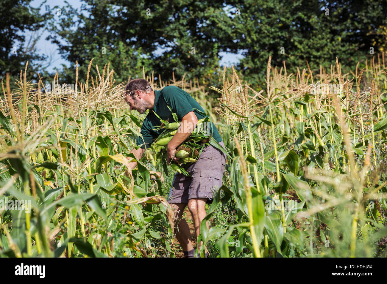 A man harvesting ripe sweet corn cobs, Stock Photo