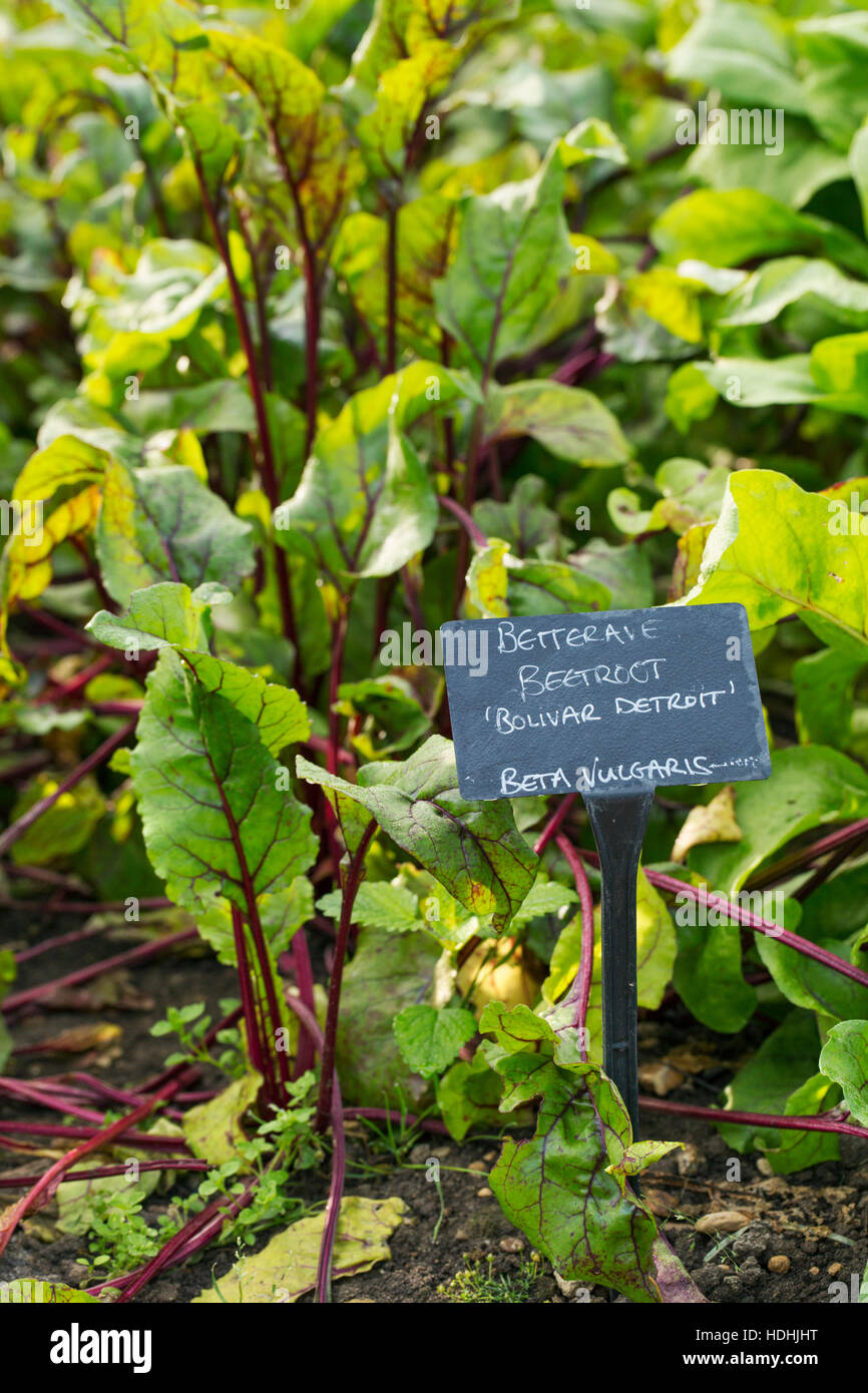 Plants growing in a vegetable garden, with a slate name label. Beetroot. Stock Photo