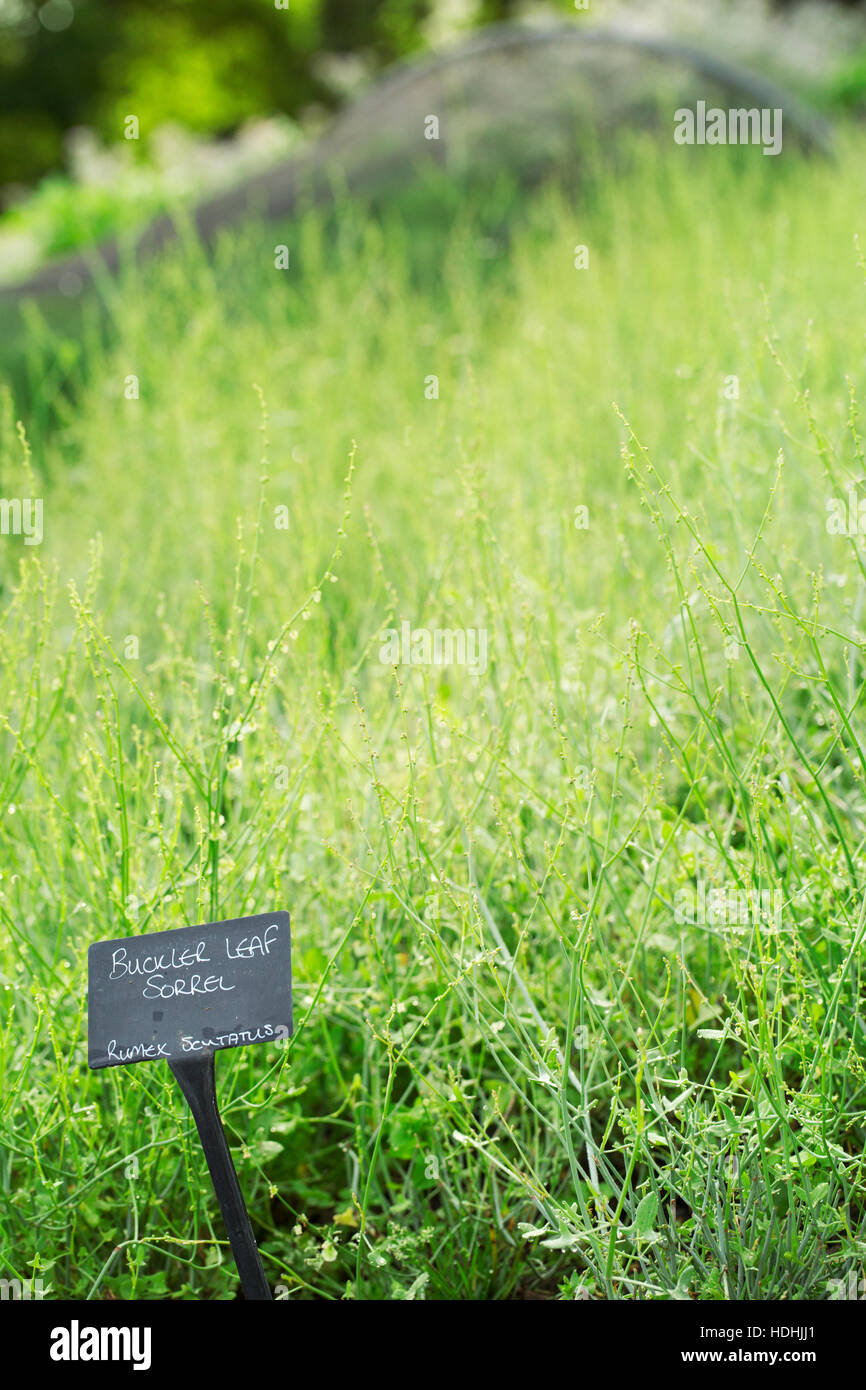 Plants growing in a vegetable garden, with a slate name label. Sorrel. Stock Photo