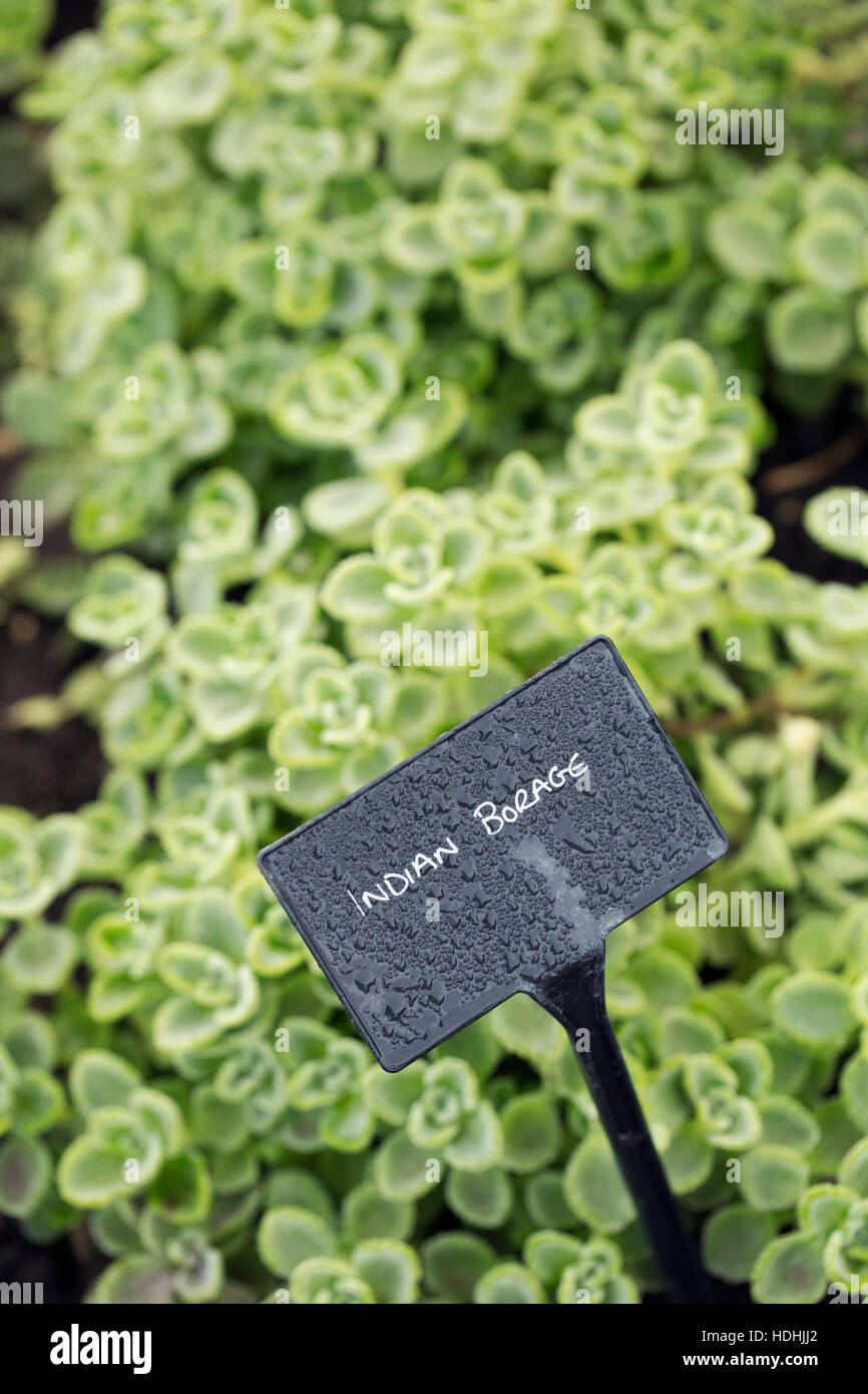 Plants growing in a vegetable garden, with a slate name label. Indian borage. Stock Photo