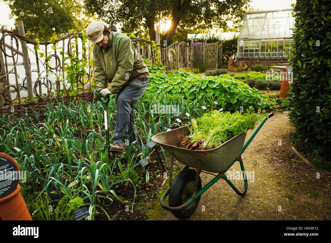 A person digging with a spade in a vegetable garden. Stock Photo