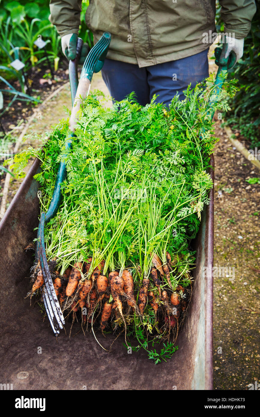 A gardener with a wheelbarrow of fresh pulled carrots. Stock Photo