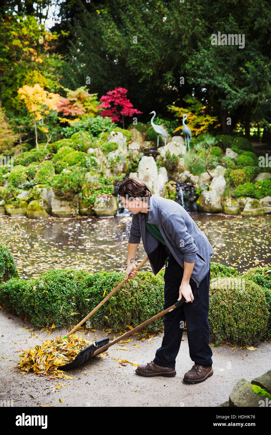 A man raking up leaves on a path in autumn Stock Photo