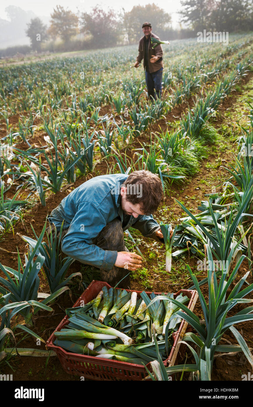 A woman and man working in the fields, harvesting cauliflowers. Stock Photo