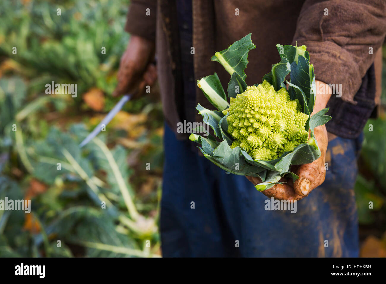 A man holding a harvested cauliflower in his hands. Stock Photo