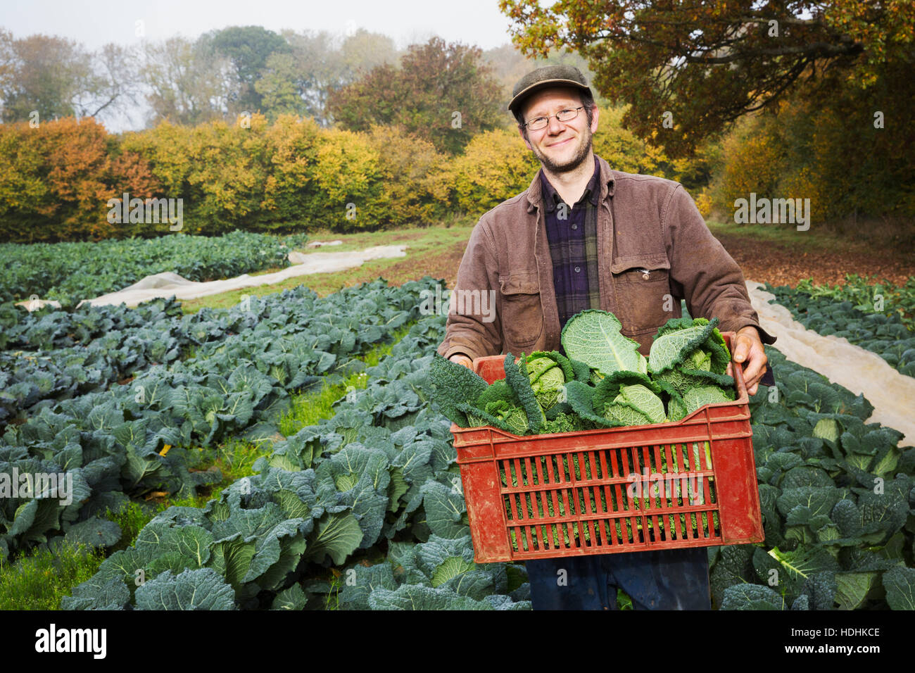 A man carrying a crate of fresh picked vegetables in a field. Stock Photo