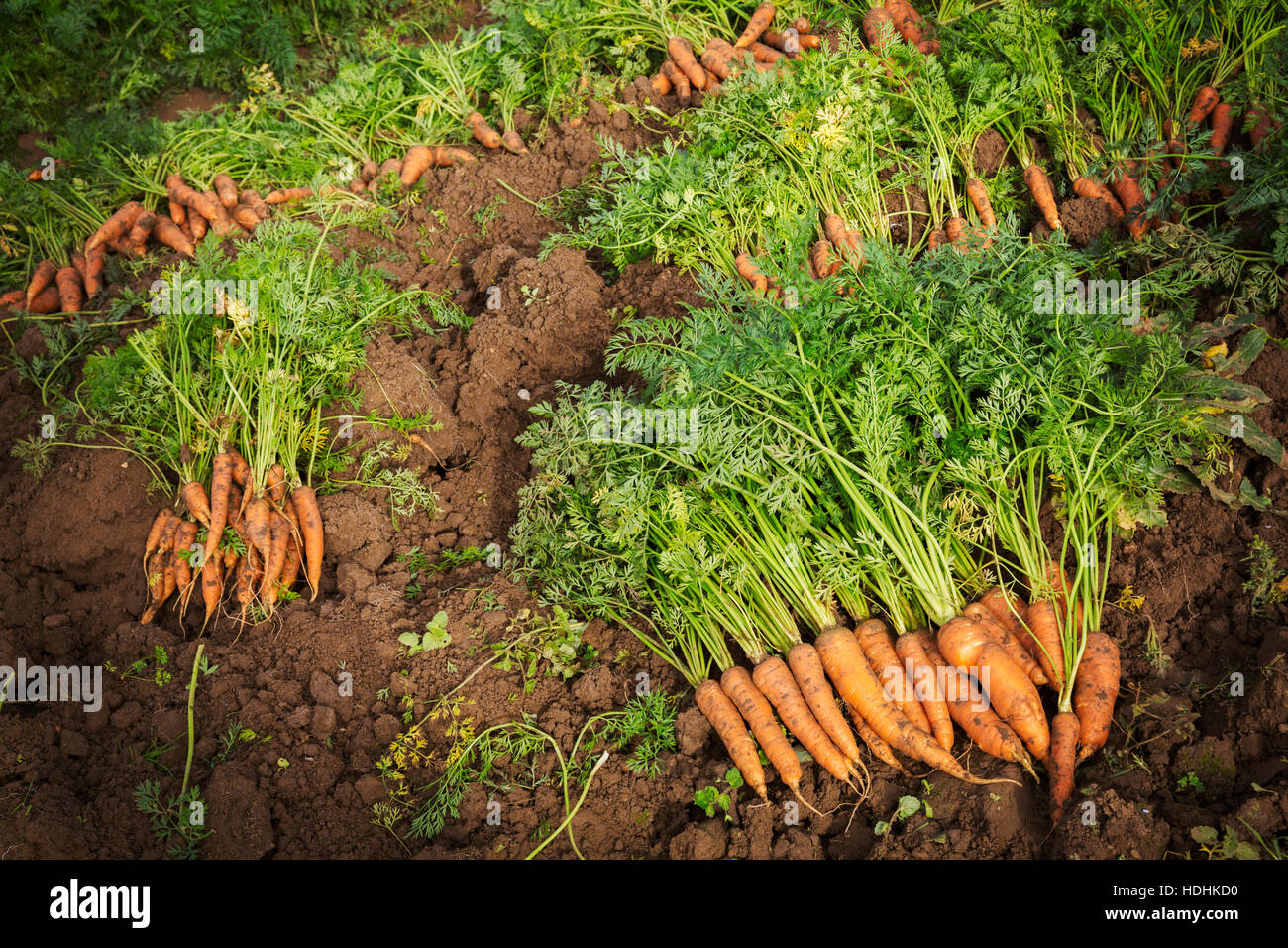 Rows of freshly pulled up carrots with green tops cleaned and laid on the soil Stock Photo