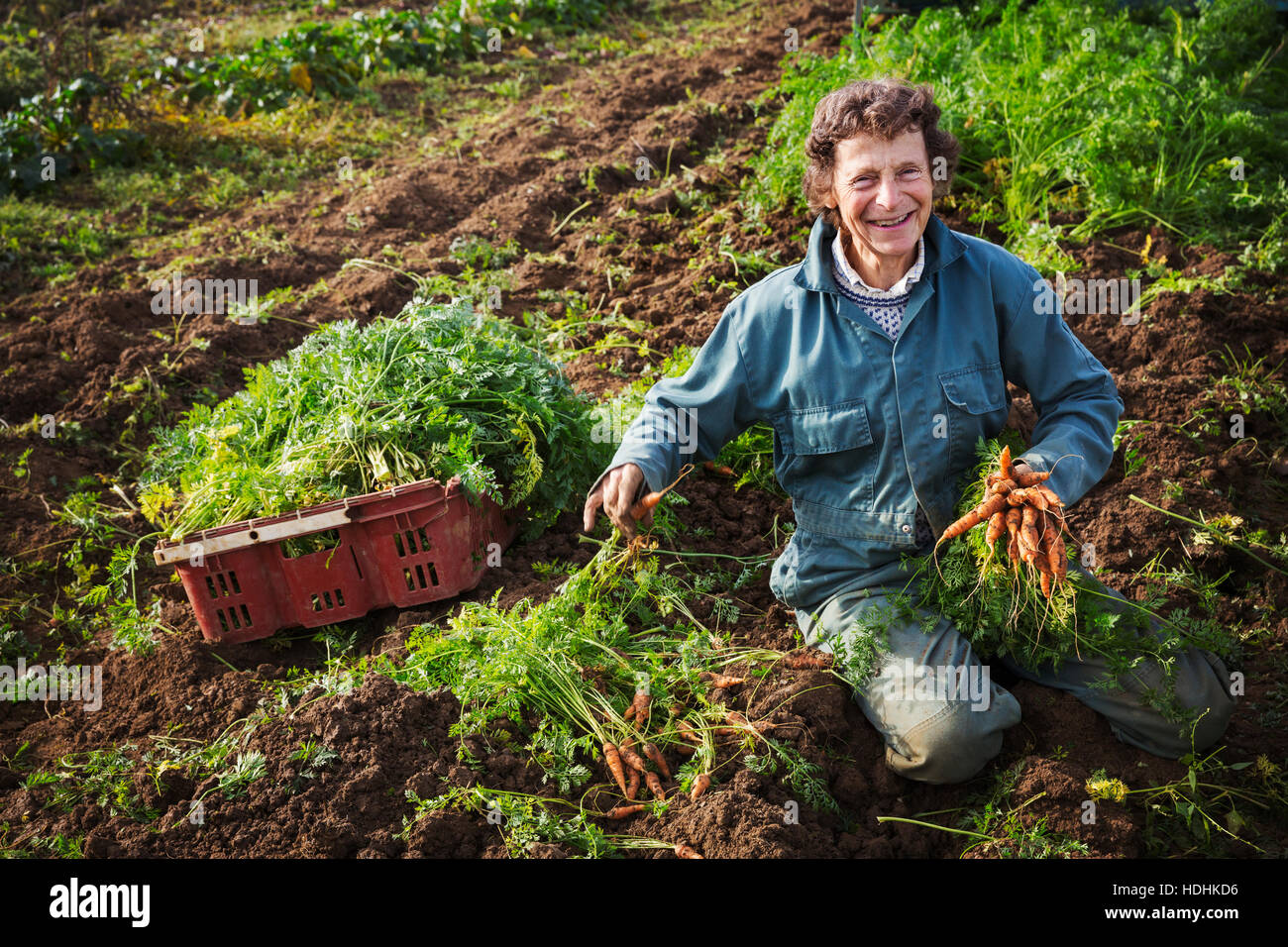 A small group of people harvesting autumn vegetables in the fields on a small family farm. Stock Photo