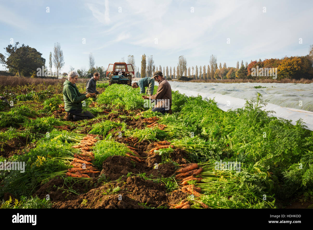 A small group of people harvesting autumn vegetables in the fields on a small family farm. Stock Photo