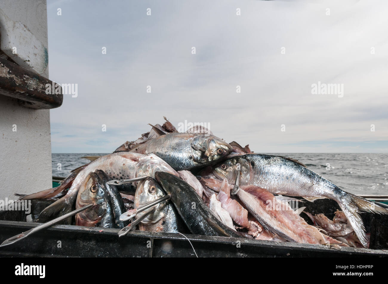 Lobster bait hires stock photography and images Alamy