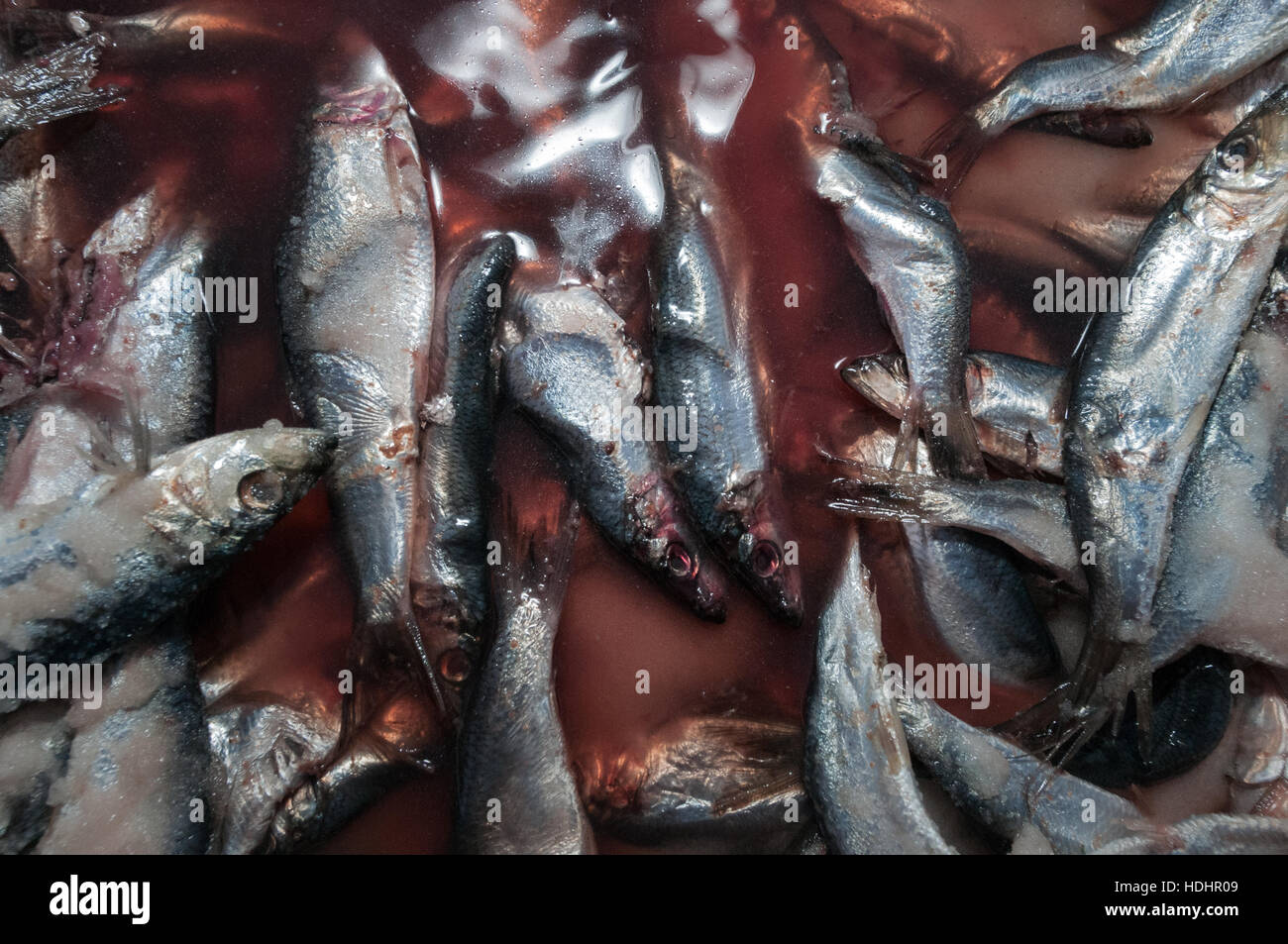 Herring used as lobster bait, Yarmouth, ME Stock Photo