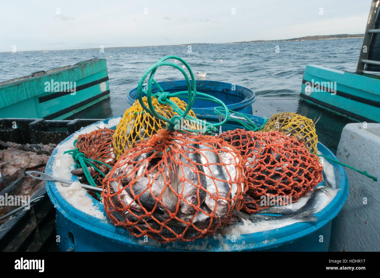 Lobster bait bags full of herring, Yarmouth, ME Stock Photo
