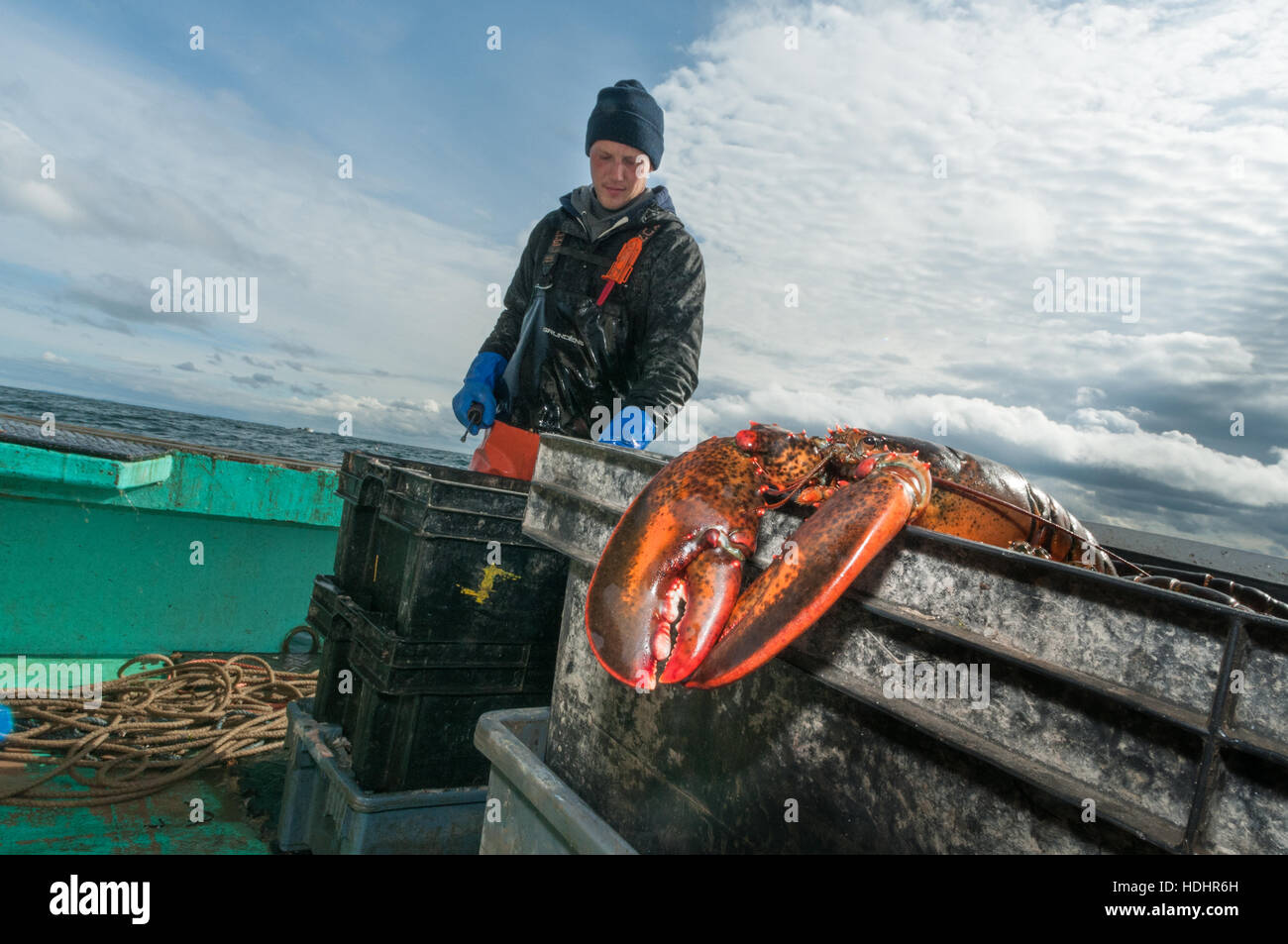 Lobsterman prepares to bait trap, Yarmouth,ME Stock Photo Alamy