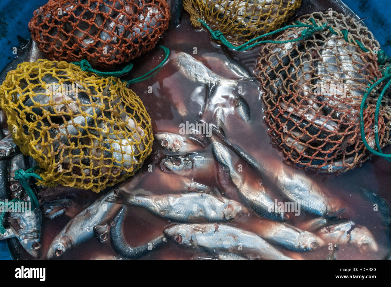 Lobster bait bags full of herring; Yarmouth Stock Photo