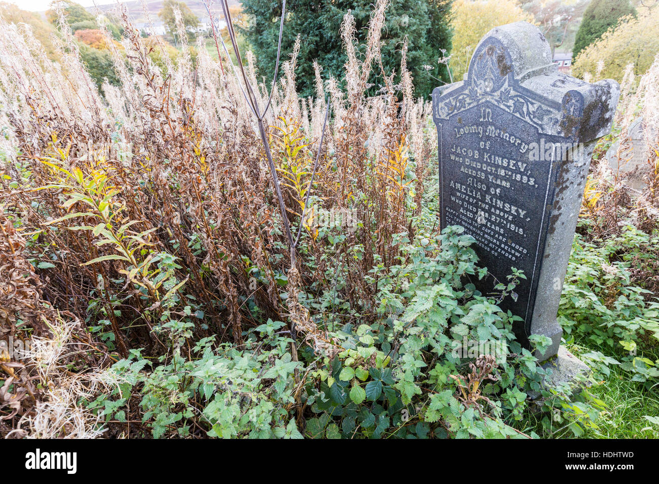 Overgrown headstones in graveyard, Blaenavon, Wales, UK Stock Photo