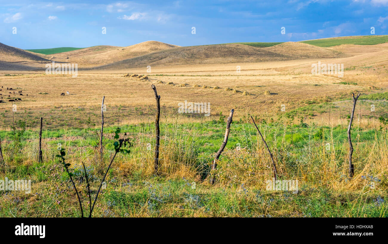 Grassland meadow steppe hi-res stock photography and images - Alamy