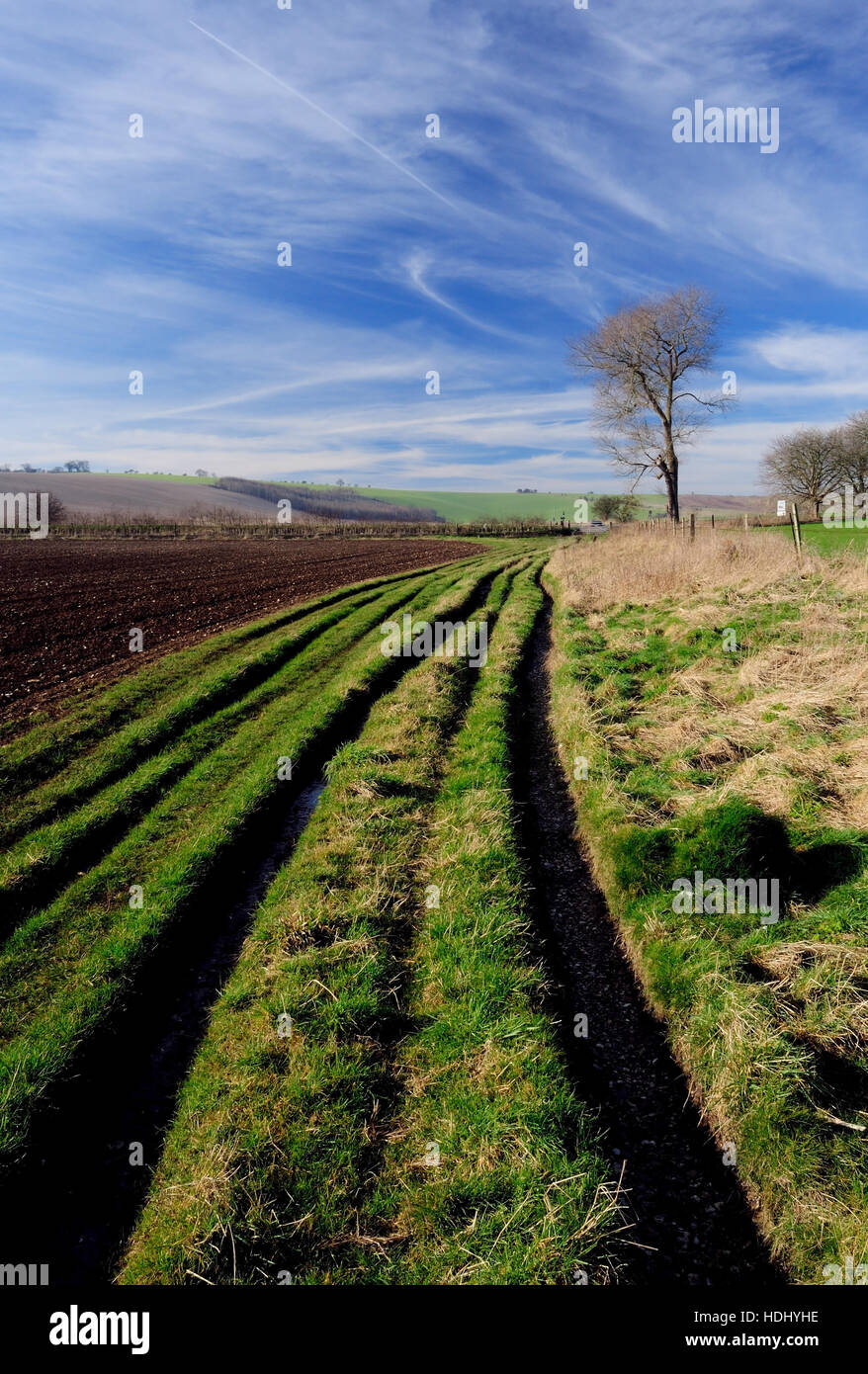 Multi-rutted track along a public byway in Shipley Bottom. Stock Photo