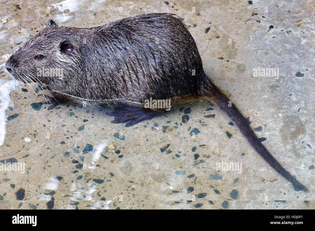 Cute wild furry Coypu Rat river rat nutria in its natural