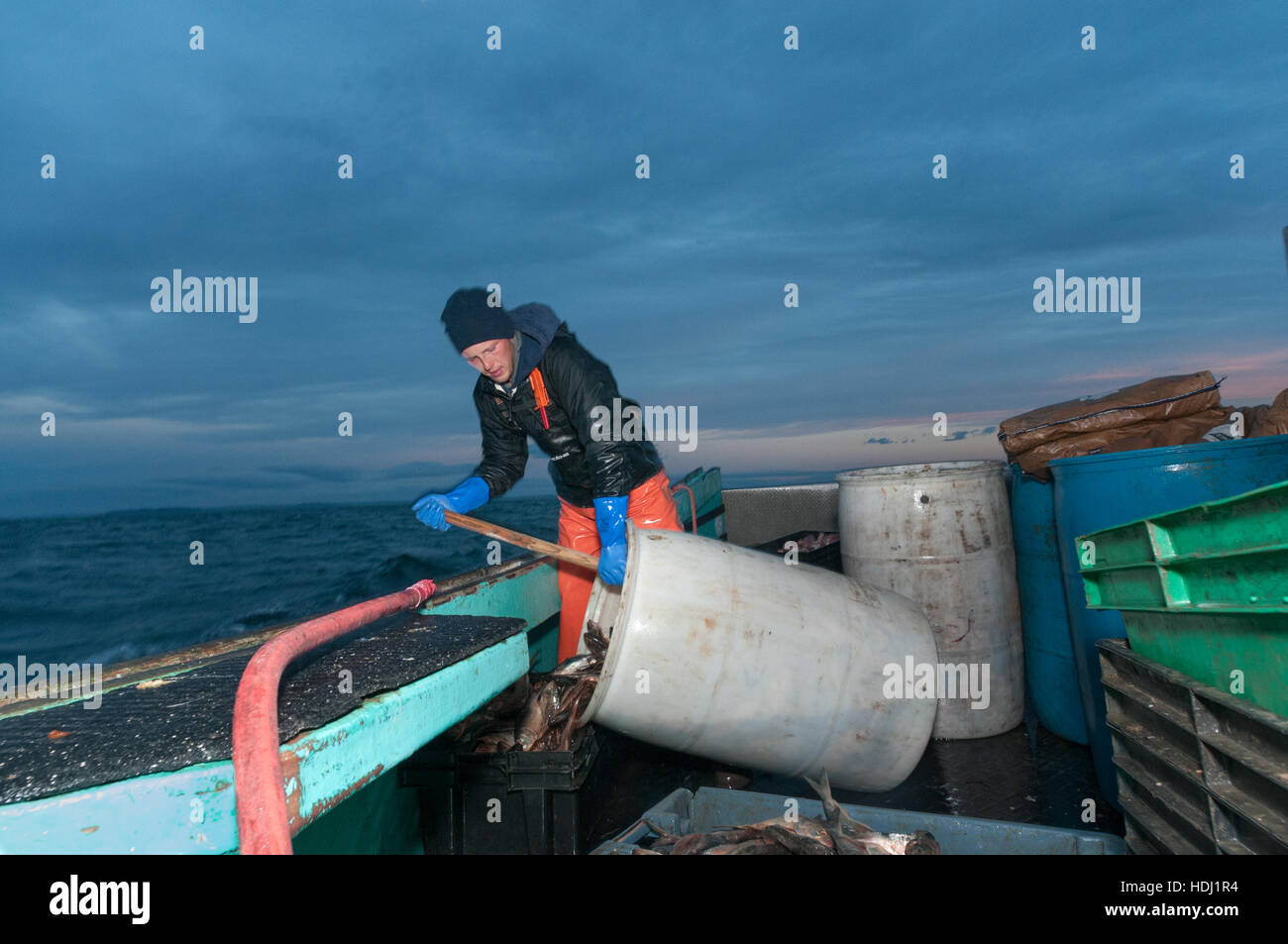 Sternman on lobster boat prepares bait (menhaden), Yarmouth Stock Photo
