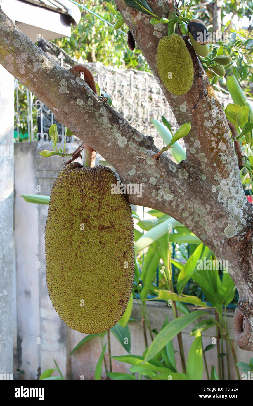 Jack tree with fruits in Lamphun (Thailand Stock Photo Alamy