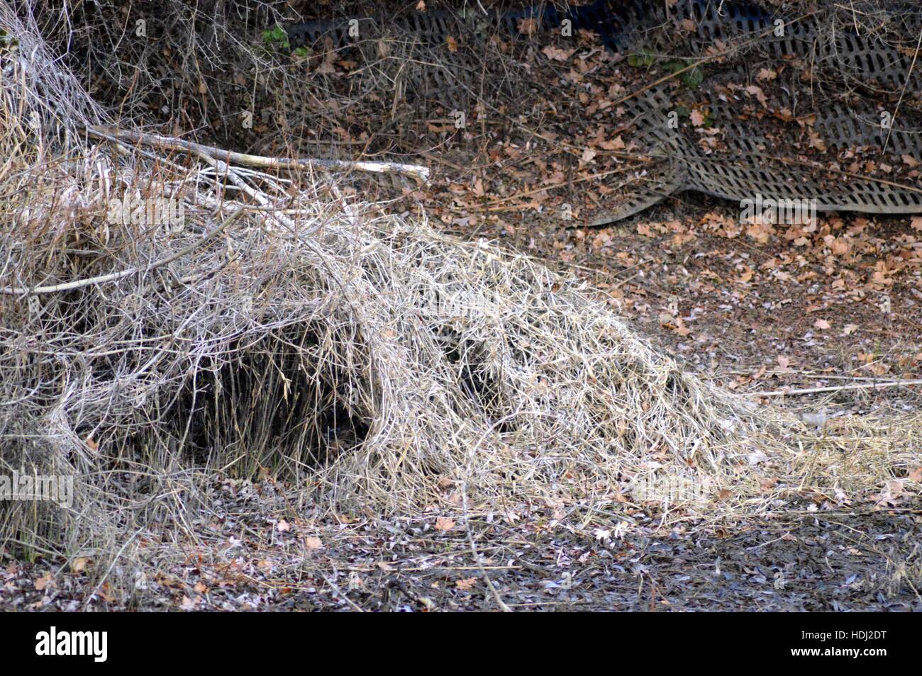 Nest of Gray Heron made of dead branches and straw Stock Photo