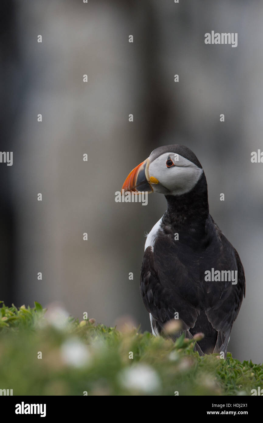 Puffin on the Isle of May, Scotland Stock Photo Alamy