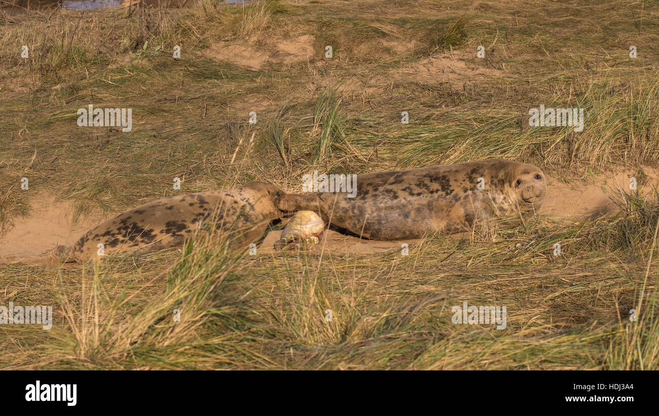 Grey Seal Cow in Labour and Giving Birth to a Pup. A Scene from the Labour Process Stock Photo