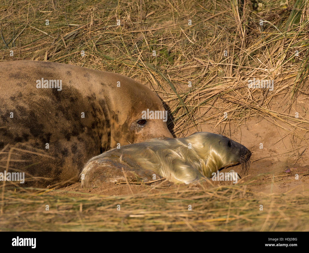 Grey Seal Cow in Labour and Giving Birth to a Pup. A Scene from the Labour Process Stock Photo