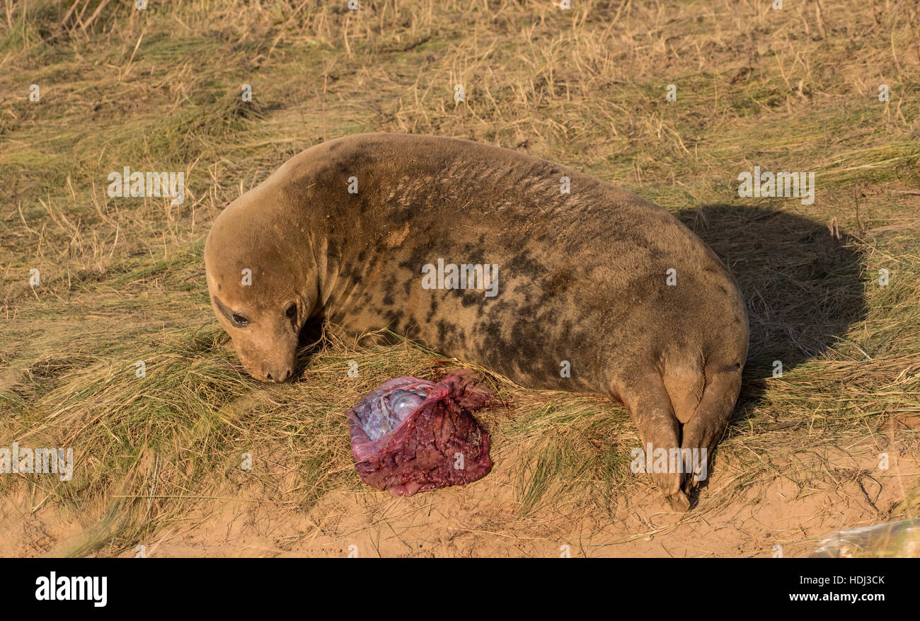 Grey Seal Cow in Labour and Giving Birth to a Pup. A Scene from the Labour Process Stock Photo