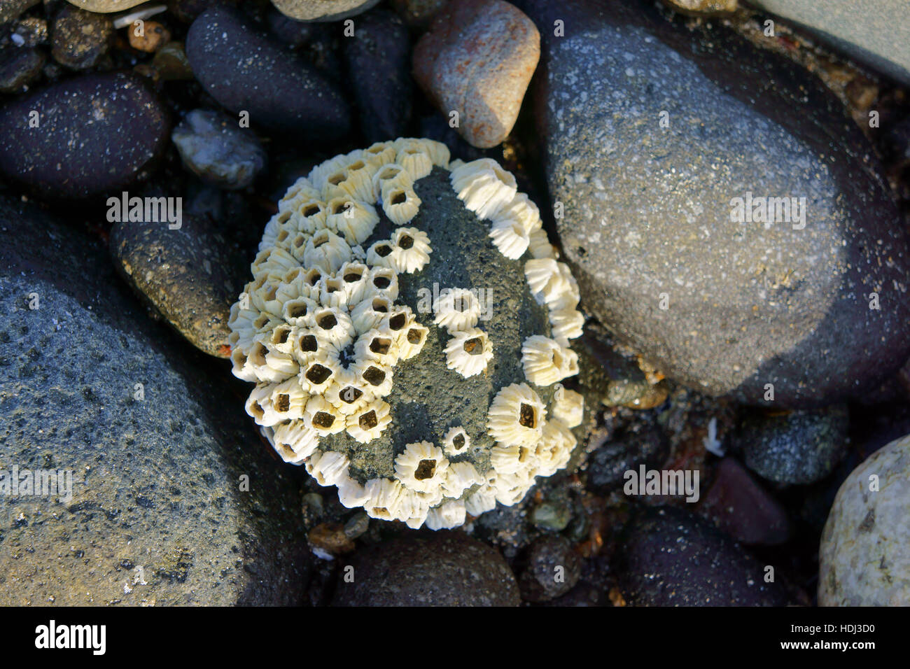 Barnacles on rock on beach, Katmai National Park, Alaska Stock Photo