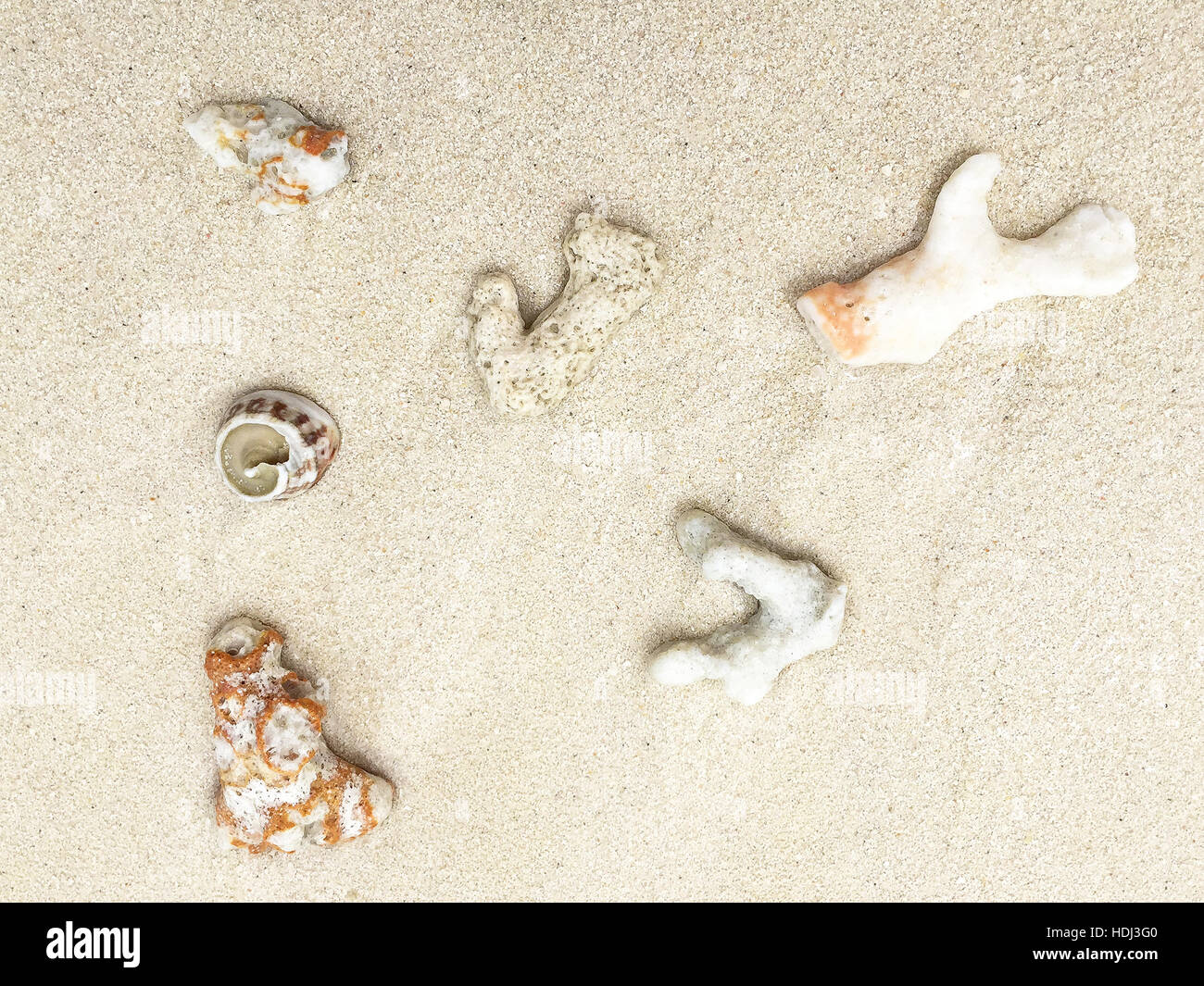 Seashells on the sand in a tropical island, Maldives. Stock Photo