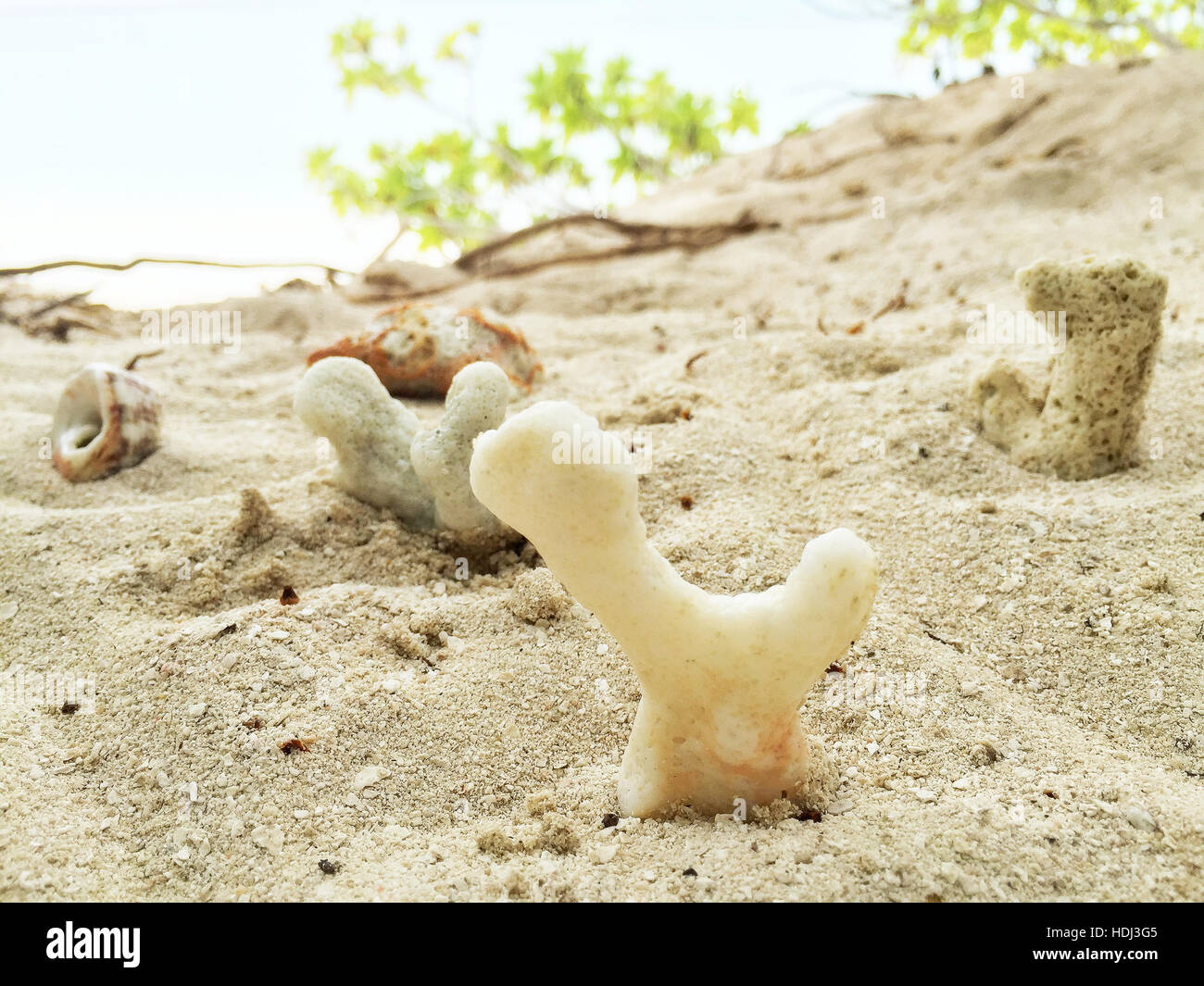 Seashells on the sand in a tropical island, Maldives. Stock Photo