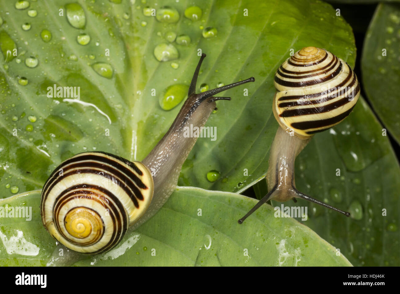 Snail on a wet hosta leaf Stock Photo Alamy