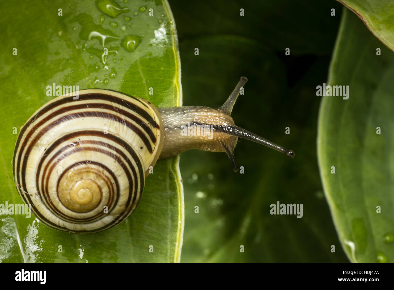 Snail on a wet hosta leaf. Stock Photo