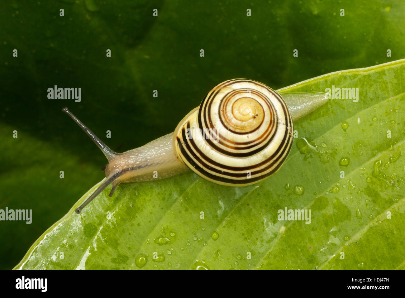 Snail on a wet hosta leaf. Stock Photo