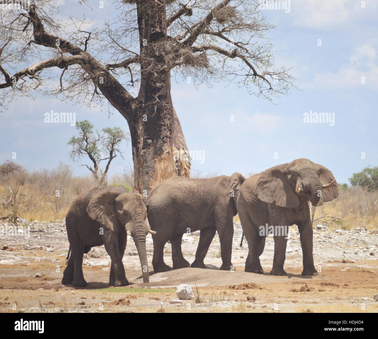 three elephants in Africa Stock Photo - Alamy