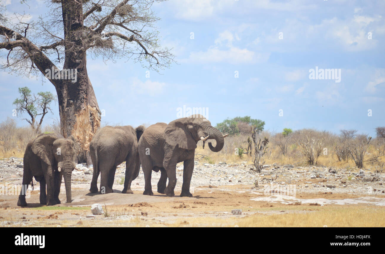 three elephants in Africa Stock Photo - Alamy