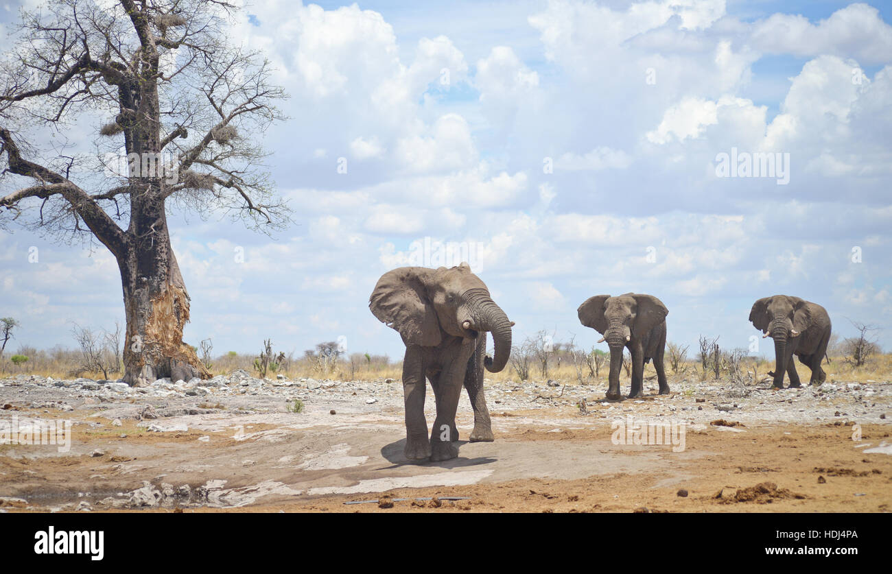 three elephants in Africa Stock Photo - Alamy