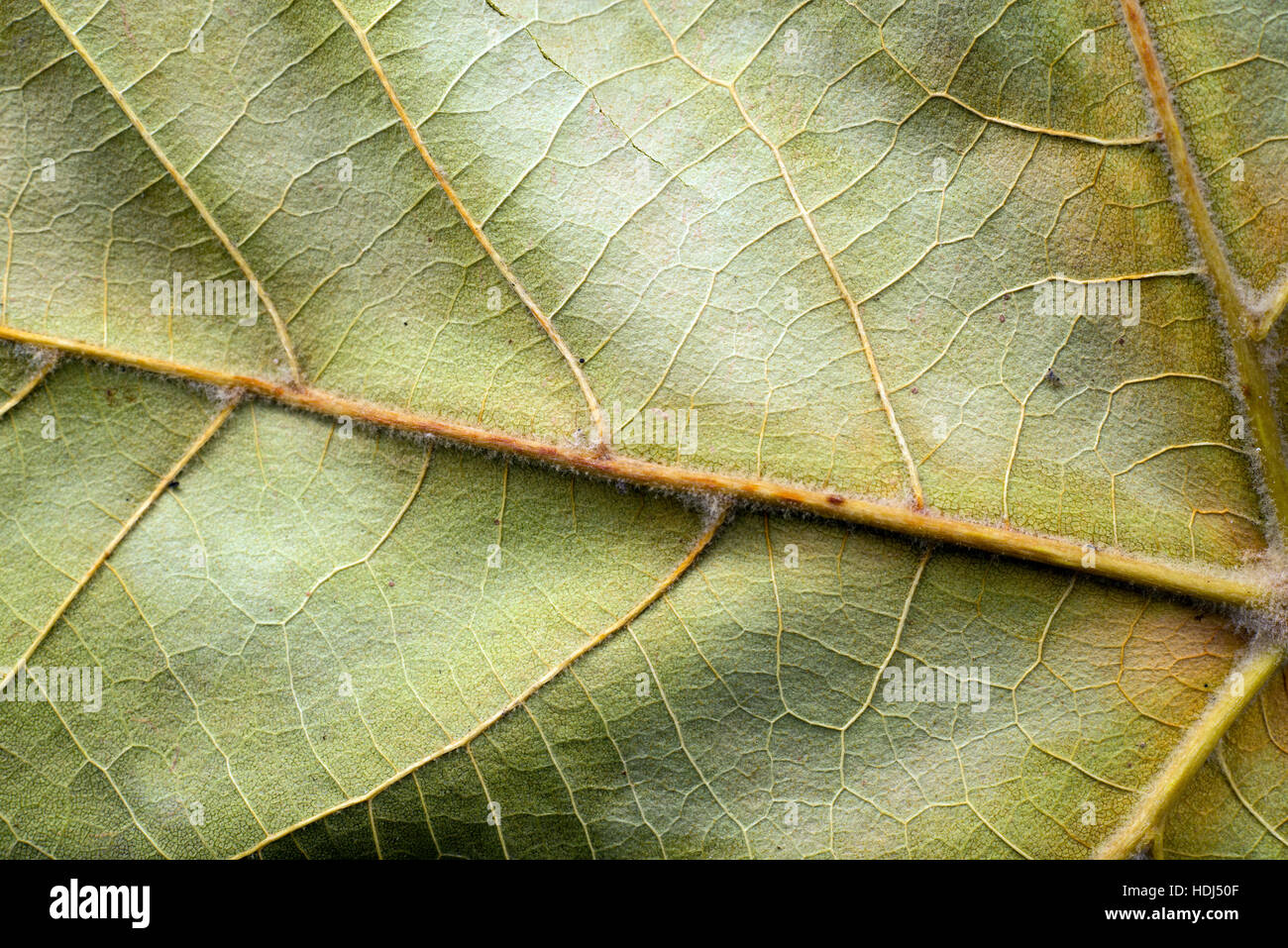 Rough leaf texture hi-res stock photography and images - Alamy