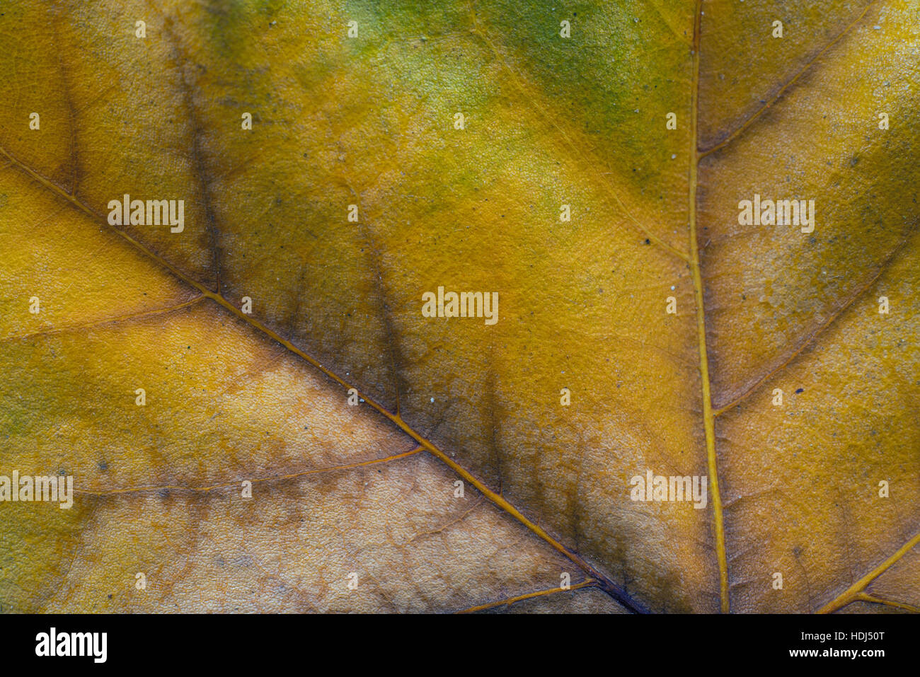 Dry autumn leaf close up. Abstract background Stock Photo - Alamy