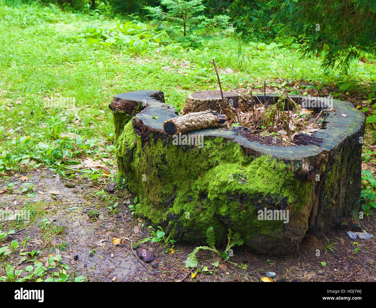 Tree stum hi-res stock photography and images - Alamy