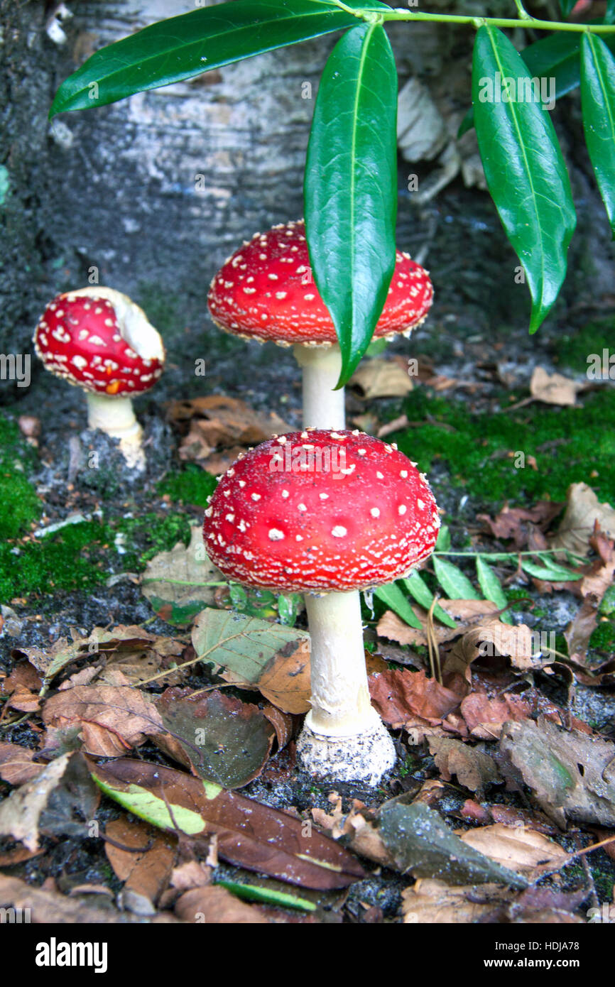 Red white spotted mushrooms in a forest for background use Stock Photo ...