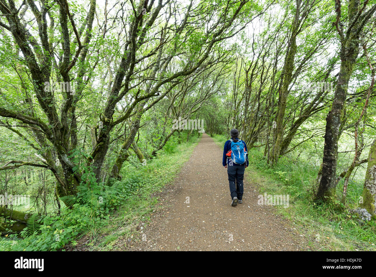 Person on woodland walk, Kielder, Northumberland, England, UK Stock Photo