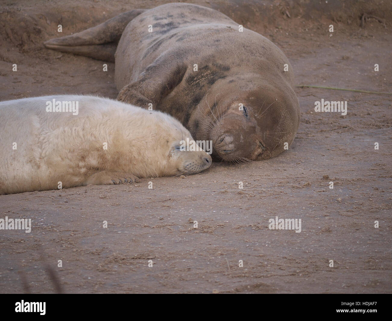 Mother and baby Grey Seals at RAF Donna Nook Lincolnshire Stock Photo